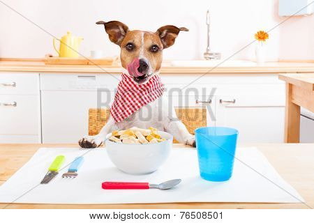 Hungry Dog