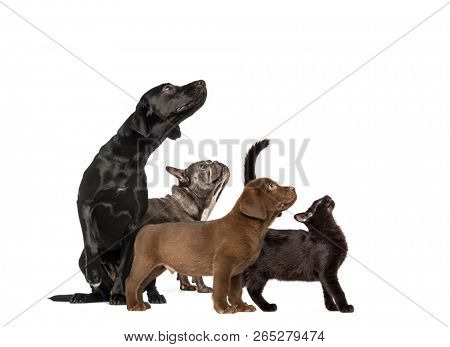 Groups of dogs, Labrador Retriever Puppy, Labrador Retriever, Mixed-breed black cat, French bulldog, in front of white background