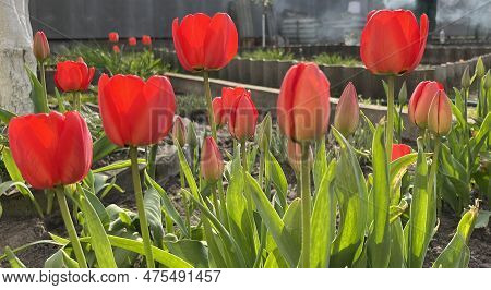 Red Tulips Grew In The Garden In The Spring,