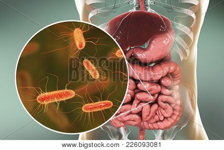 Intestinal Microbiome, 3d Illustration Showing Anatomy Of Human Digestive System And Enteric Bacteri