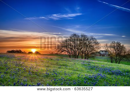 Texas Bluebonnet Field At Sunrise