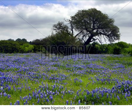 Field Of Blue