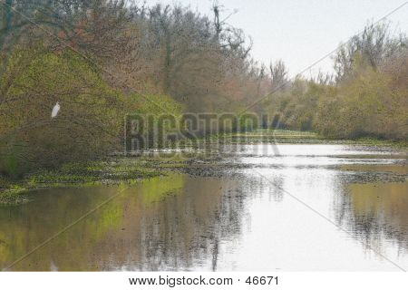 Garceta en Bayou