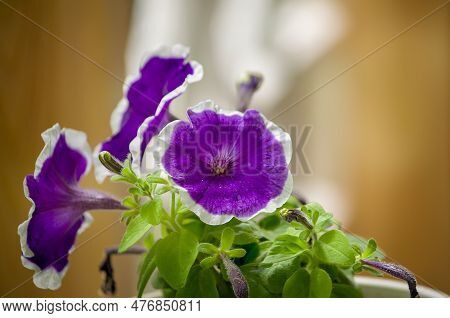 Petunia, Spring Pot Flower, Summer Flowers, Flower Close-up