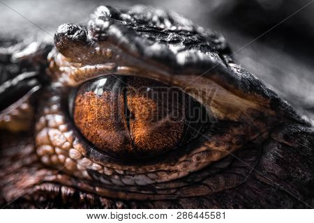 Macrophotography Of The Dragons Eye, Amber Color.