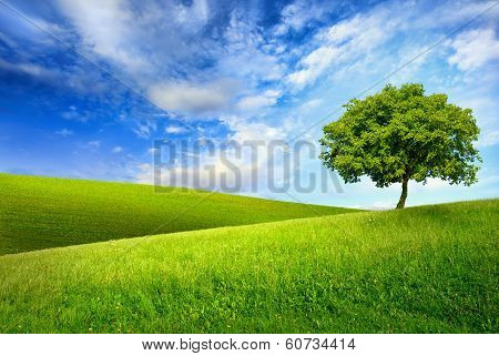 Single Tree On Top Of A Green Hill