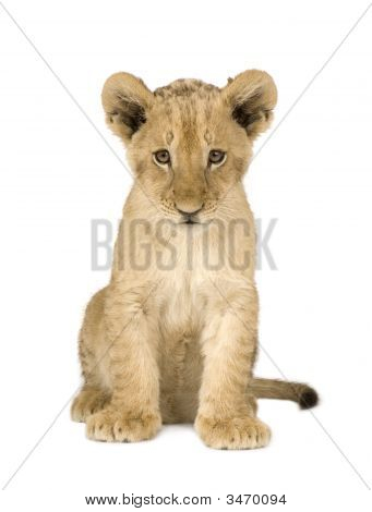 Løve Cub (4 måneder)