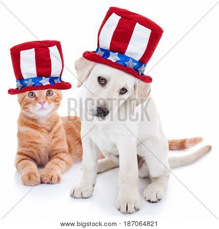 Patriotic happy American pet kitten cat and puppy dog animals wearing red white and blue Uncle Sam flag hat for July 4th, fourth, 4, USA election vote, Memorial, Independence, Labor and Presidents Day