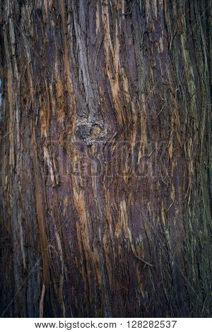 Tree bark texture. Tree trunk. Old wooden background. Detail of trunk. Natural rustical scene. Detail of rind, wooden rough crust. Abstract color photo texture. Monumental tree and its trunk with moss