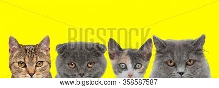 cute couple of four cats consisting of two metis cats, a Scottish Fold cat and British Longhair cat are standing side by side and looking ahead on yellow background