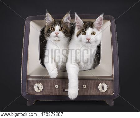 Duo Of Adorable Maine Coon Cat Kittens, Sitting Together In A Toy Tv. Both Looking Towards Camera. I