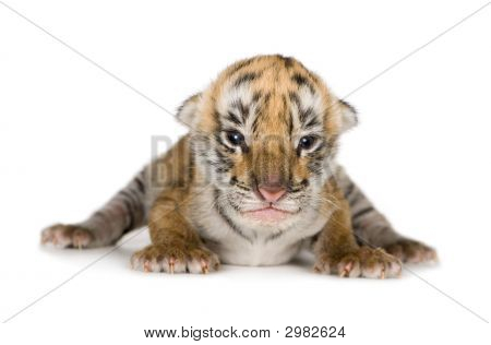 Tiger Cub (4 dage)