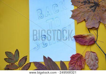 Back To School Poster Of September Autumn Leaves Foliage. An Inscription With A Simple Gray Pencil O