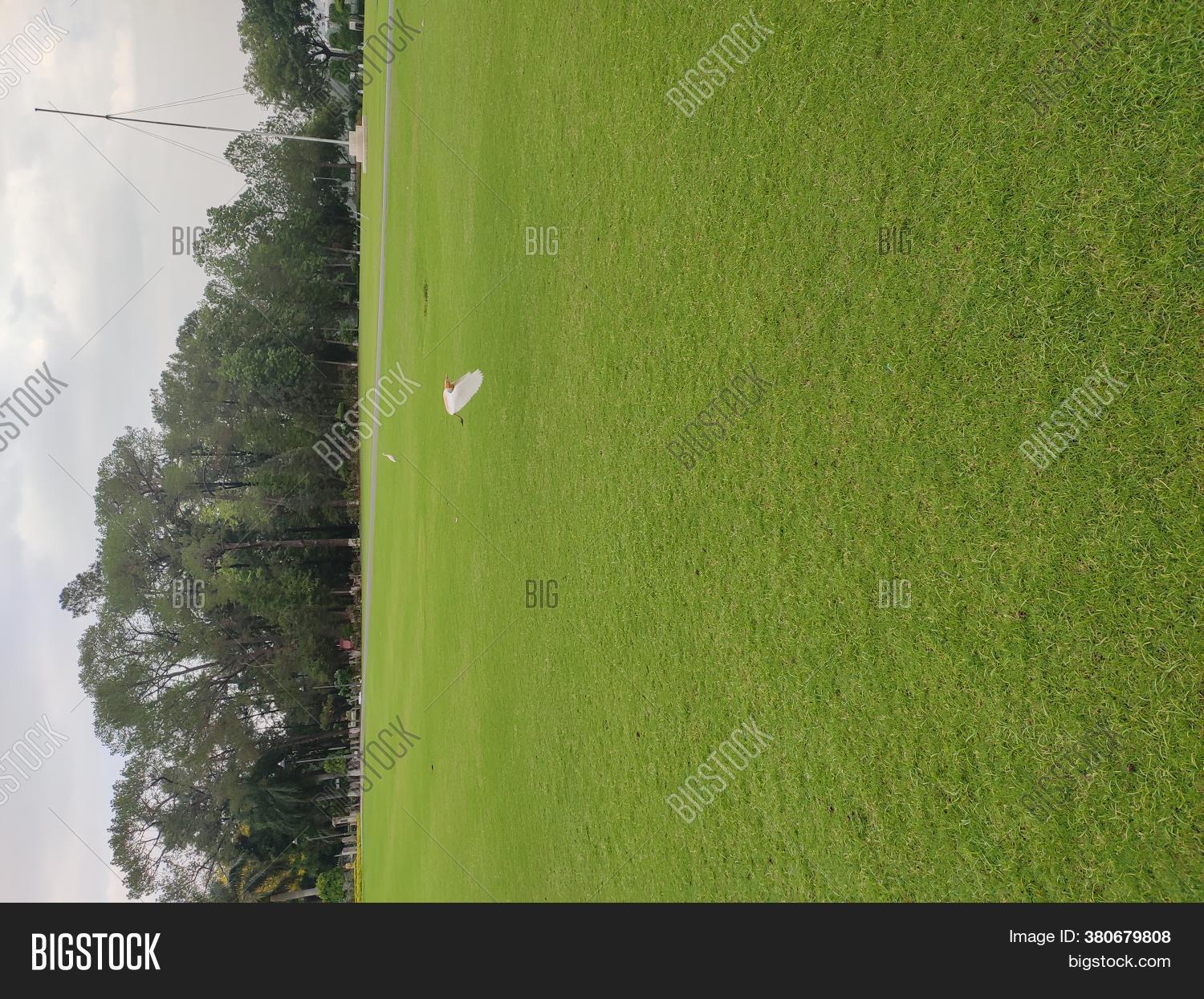 Green Grass Ground Image & Photo (Free Trial) | Bigstock