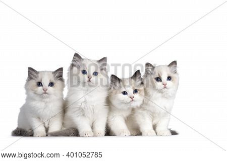 Group Of 4 Ragdoll Cat Kittens, Sitting Beside Each Other On Perfect Row. All Looking Towards Camera