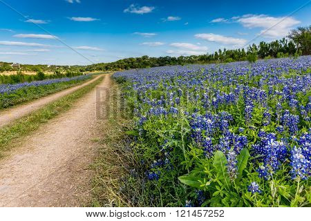 An Old Texas Country Dirt Road in a Field Full of the Famous Texas Bluebonnet (Lupinus texensis) Wildflowers. An Amazing Display at Muleshoe Bend on the Colorado River in Texas.