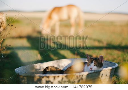 Tricolor Cat In Old Metal Washbasin.