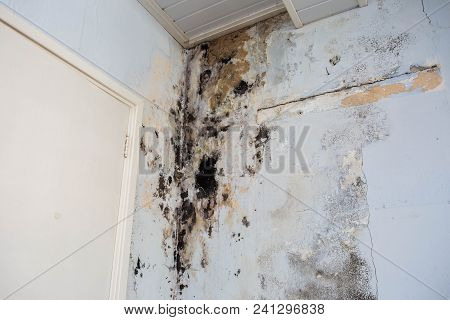 Water Damage Causing Mold Growth On The Interior Walls Of A Property Dirty