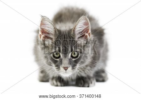 Maine Coon Kitten, Isolated. Cute Maine-coon Cat On White Background. Little Funny Purebred Cat, Gra