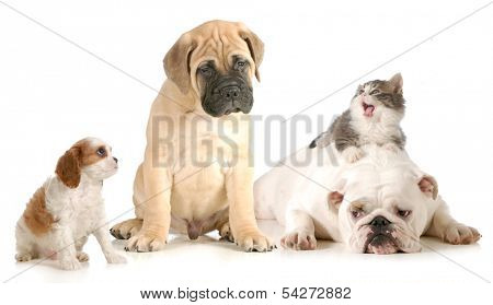 dog and cat fight - cavalier king charles spaniel, bull mastiff, english bulldog and domestic long haired kitten arguing isolated on white background