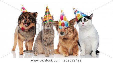 group of four funny cats and dogs with birthday hats standing and sitting on white background