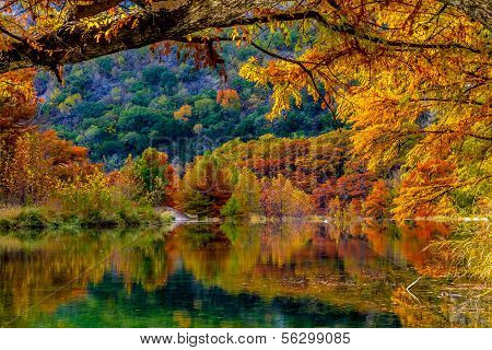 Beautiful Fall Color on Giant Cypress Trees Reflected in the Clear Waters of the Frio River, Texas