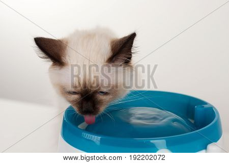 A Seal Point Birman Cat, 4 Month Old Kitten, Male.