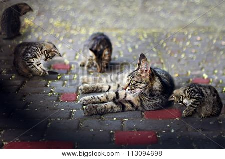 Cat And Kittens