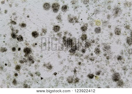 Black Mold On A White Wall