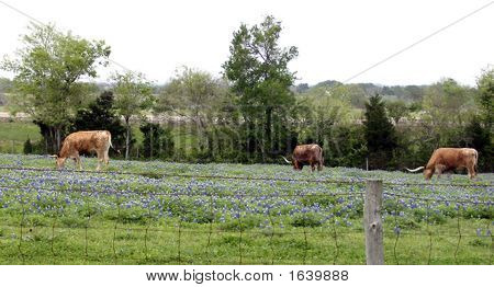 Longhornbluebonnets