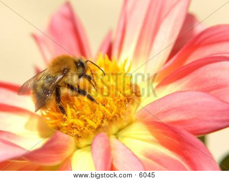 Abeja