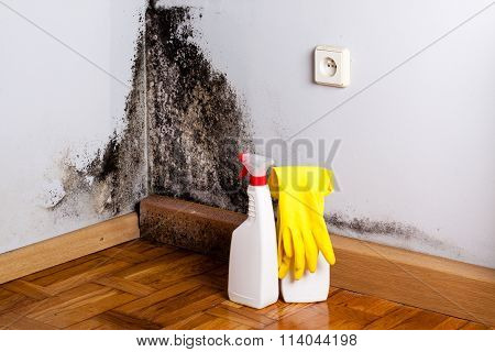 Black mold in the corner of room wall