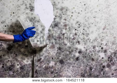 Removing mould from the wall in the house. Hand in blue glove tears off wallpapers damaged by fungus