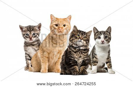 American Polydactyl kitten, European cat, kitten domestic cat, Striped mixed-breed kitten, in front of white background