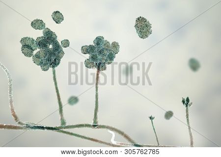 Stachybotrys Chartarum Mould, A Toxic Mould, A Common Fungi Found In Indoor Air And Causing Mycotoxi