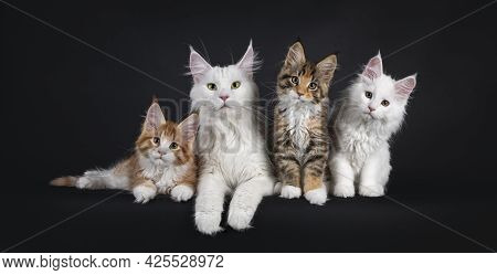 Beautiful Cat Maine Coon Cat Family Of Mother Cat And Her Three Kittens, Sitting And Laying On A Per