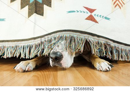 The Dog Is Hiding Under The Sofa And Afraid To Go Out. The Concept Of Dog's Anxiety About Thundersto