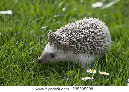 Four-toed Hedgehog (african Pygmy Hedgehog) - Atelerix Albiventris And Cat In The Garden