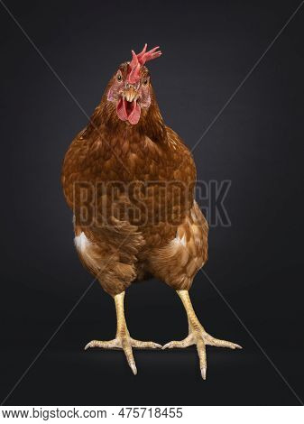 Brown Hen Aka Female Chicken, Standing Facing Front. Looking Straight To Camera Showing Both Eyes. I