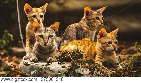 Cat Family Lies In The Middle Of The Forest. Family Group Of Four Fluffy Beautiful Kitten With Mothe