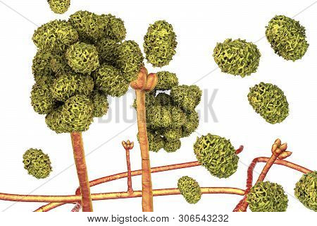 Stachybotrys Chartarum Mould, A Toxic Mould, A Common Fungi Found In Indoor Air And Causing Mycotoxi