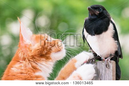 Domestic red Maine Coon kitten, 4 months old, hunted a nestling of magpie. Cat hunted a bird.