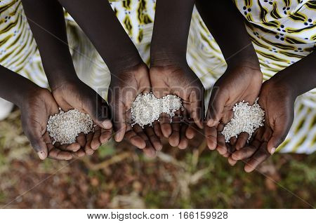 Group of African Black Children Holding Rice Malnutrition Starvation Hunger. Starving Hunger Symbol. Black African girls holding rice as a malnutrition symbol.