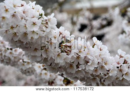 Flowers Cherry