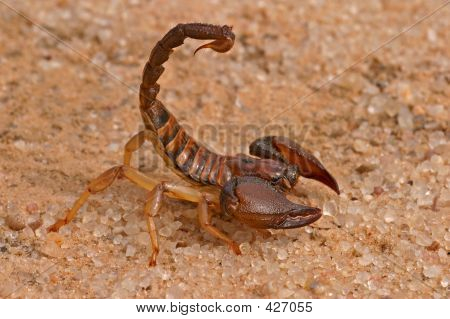 Aggressive Scorpion