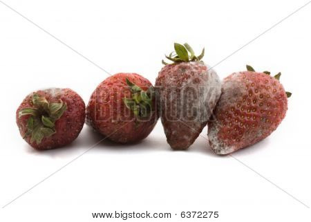 Rotten Strawberries With Mould Growth Isolated On White Background