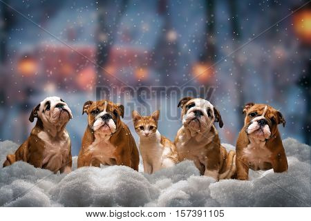 Four red dog a breed of English bulldog and red cat sitting on the snow under the falling snow