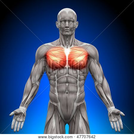 Peito / Pectoralis Major / Minor Pectoralis - anatomia músculos