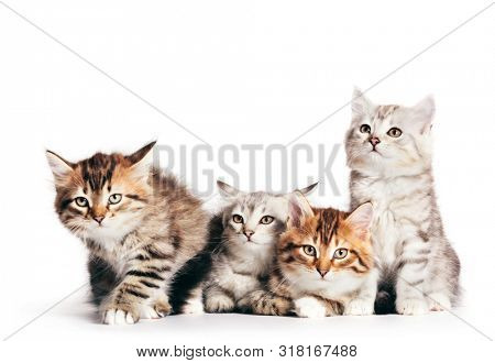 Siberian cats, portrait of four cute kittens from same litter isolated on white background. Purebred