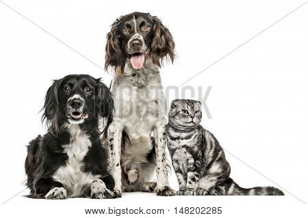 Group of two dogs and a cat; Mixed-breed dog, 10 years old, MÃ?ÃÂ¼nsterlander, 4.5 years old, and a Scottish Fold, isolated on white